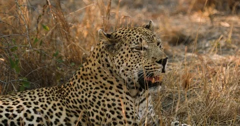 Male leopard sitting under a tree in the bush in South Africa Stock Footage 104689135