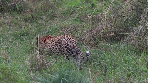 Male leopard with slight limp walks through damp grass after rain Stock Footage 336558294