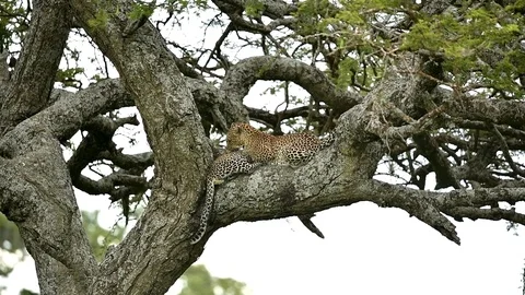 Male Leopard in a tree in Full Relaxation Mode In Serengeti national park Stock Footage 116406083