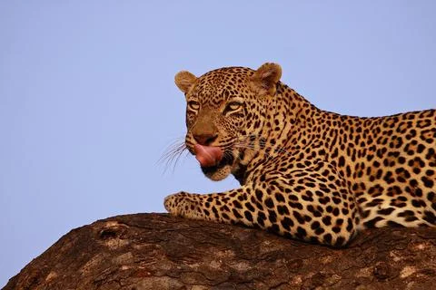Male Leopard in a tree. Stock Photos