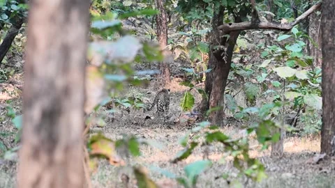 Male leopard walking deeper into the lush forest of Pench national park Stock Footage 297747681