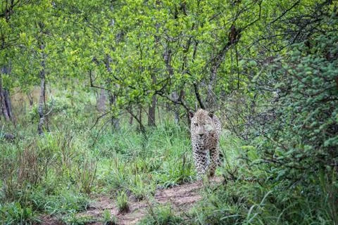 Male leopard on walking towards viewer. Stock Photos