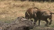 Male Lion And Crocodile Feeding On Buffalo Carcass At Waters Edge Stock Footage
