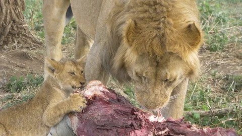 Male lion and its cub eating Stock Footage