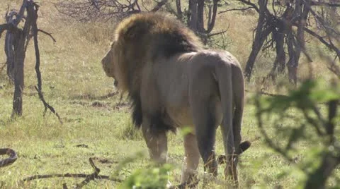 Male lion from the back Stock Footage 12645149