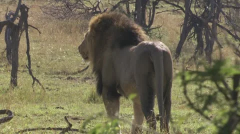Male lion from the back Stock Footage 12657736