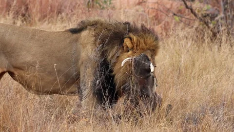 Male Lion Biting Down on Warthog Prey in Dry Grass Stock Footage 341841791