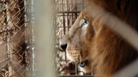 Male lion in cage Stock Footage 128643908
