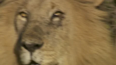 Male lion close-up Stock Footage 12653473