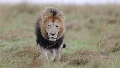 Male lion close-range head-on approach in grass, Masai Mara Stock Footage 333894043