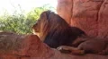 Male Lion closeup sitting on rocks corner HD Footage
