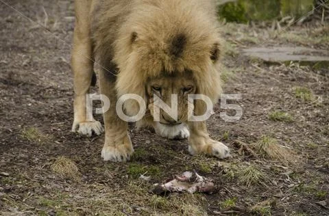 Male lion eating Stock Photos