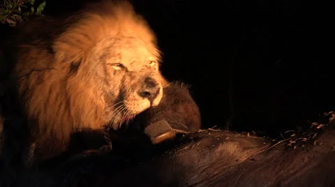 Male Lion Feeding On Cape Buffalo Stock Video Pond5