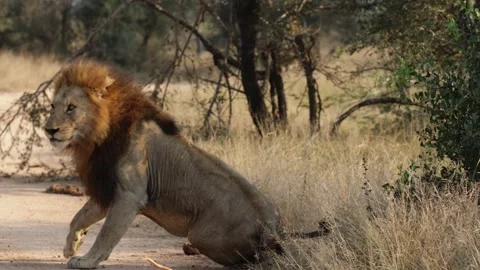 a Male lion following lioness | Stock Video | Pond5