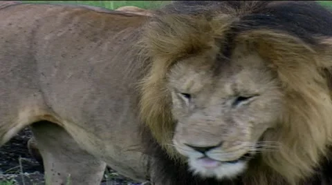 Male Lion Stock Footage 12422967