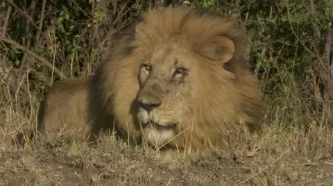 Male lion Stock Footage 12653525