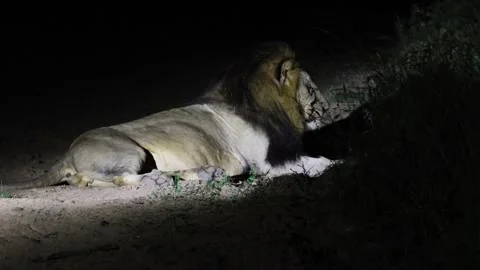Male lion Stock Footage 334572273