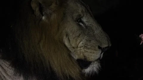 Male lion Stock Footage 334572275