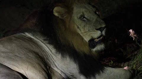 Male lion Video stock 334572276