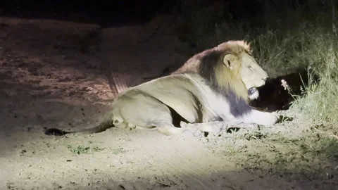 Male lion Stock Footage 334747212
