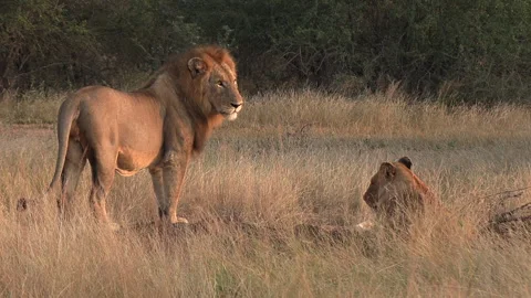 Male Lion Guarding Female Lioness in Afr... | Stock Video | Pond5