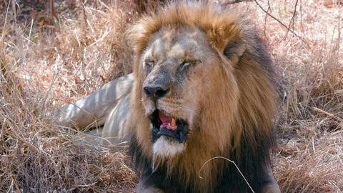 MALE LION HEAD PANTING MAASAI MARA KENYA AFRICA Stock Footage