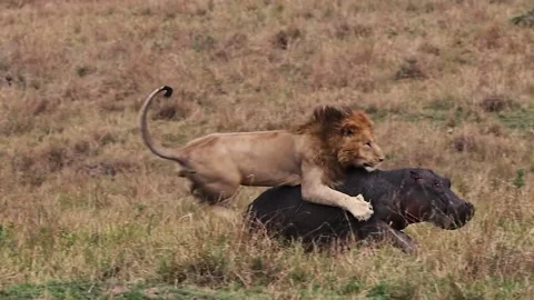 Lions Attack Stock Video Footage | Royalty Free Lions Attack Videos | Pond5