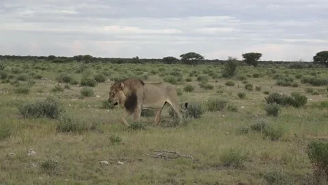 Male lion keeps approaching; stride steady, centered frame — Part 2 库存影片 320354442