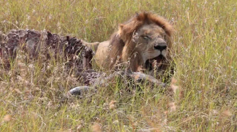Male Lion at Kill 2 Stock Footage 25695062