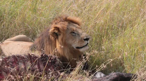 Male Lion at Kill 3 Stock Footage 25695035