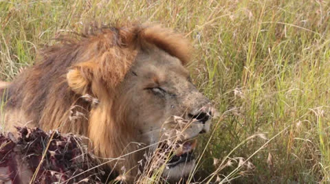 Male Lion at Kill 4 Stock Footage 25694704
