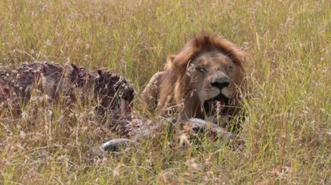 Male Lion at Kill Stock Footage 25694448