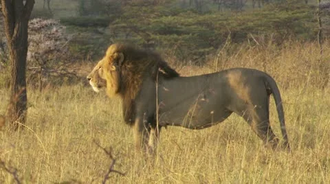 Male lion lying down Stock Footage 12649910