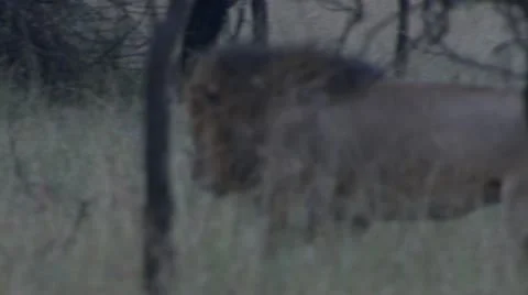 Male lion lying down Stock Footage 12657050