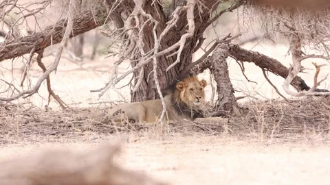 A male lion lying under a dead tree in the shade shaking his head, Kgalagadi. Vídeo Stock 327555207