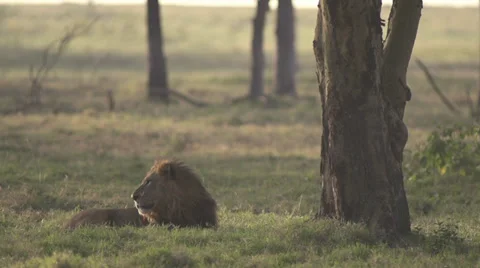 Male lion lying under a tree Stock Footage 33547072