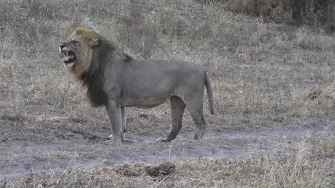 Male lion performs flehmen response after brief sniff — Savuti Northern 스톡 동영상 319412355