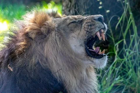 Male lion roars and shows his powerful jaw and teeth Stock Photos