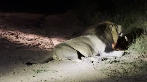 Male lion roars Video stock 334747721