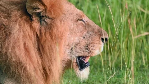 Male Lion scouting for prey in Uganda grassland, close up shot 스톡 동영상 297537553