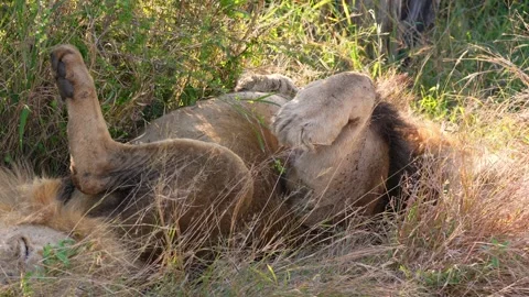 Male lion sleeping on his back with paws up, second male in left corner Stock Footage 273984053
