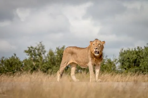 A male Lion staring at the camera. Stock Photos