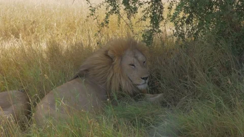 Male lion trying to stay awake Stock Footage