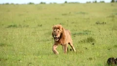 Wild feline mammal, lion, roams Africa safari with big cats generated by AI  24891181 Stock Photo at Vecteezy