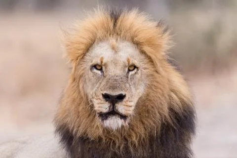 Male lion in the wilderness Stock Photos
