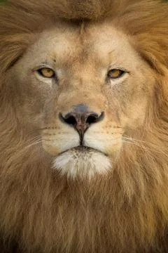 Male lion in the wilderness Stock Photos