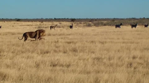 Male lion yawn walk sit zebras background Etosha Namiba Africa Stock Footage