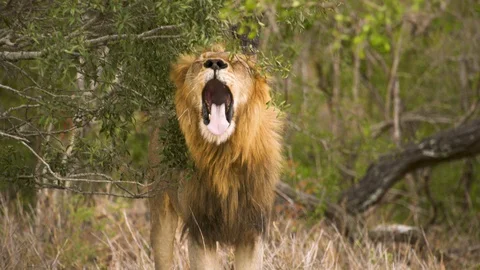 Male Lion yawning next so sleeping female in the South African bush Stock Footage