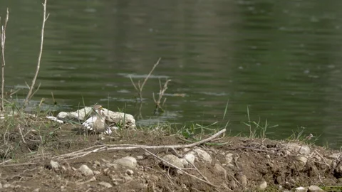 Male Little Ringed Plover Performing Courtship Mating Dance Stock Footage 336965540