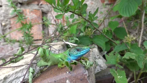 Male lizard colored during breeding season Stock-Footage 335551917